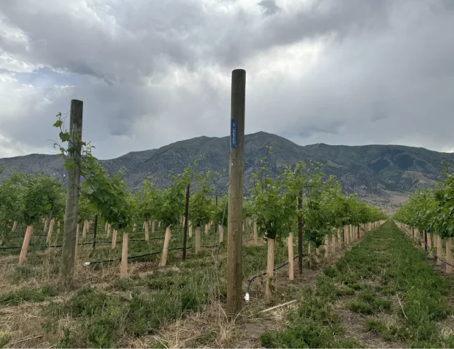 Several rows of la crescent grape varieties growing steadily on the purple sky winery in honeyville utah.