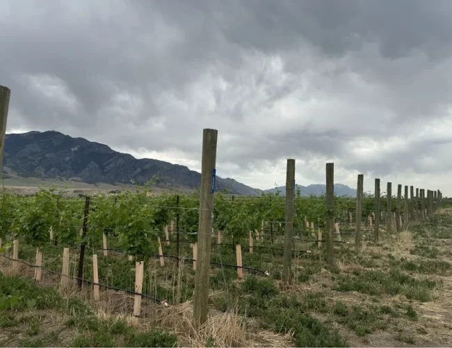 Overcast view on grape varieties growing in spring on the purple sky winery vineyard in honeyville utah.