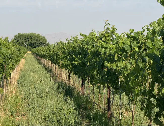 Grape vines growing well on the purple sky winery vineyard in honeyville utah.