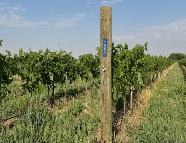 Row of la crescent grape varieties being grown on the purple sky winery vineyard in honeyville utah.