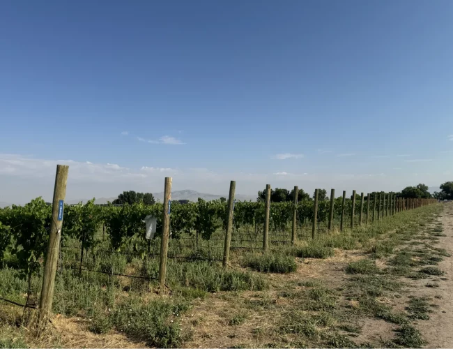 View of purple sky winery vineyard in honeyville utah with several varieties being grown.