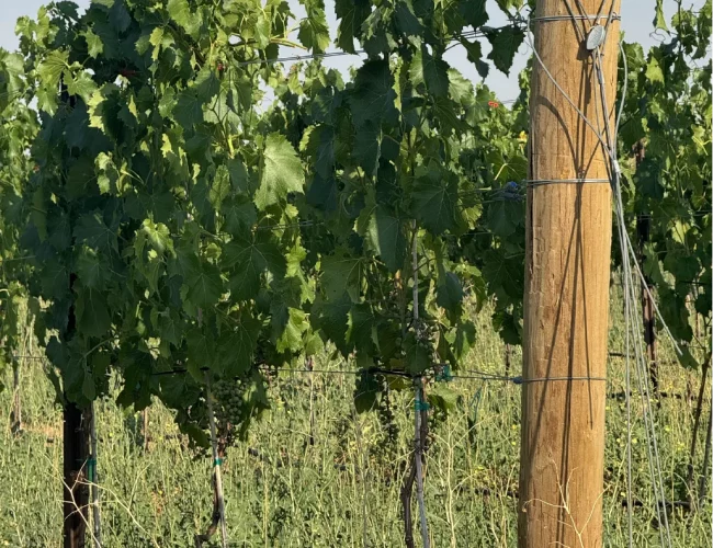 La crescent grapes being grown at the purple sky winery honeyville utah vineyard.