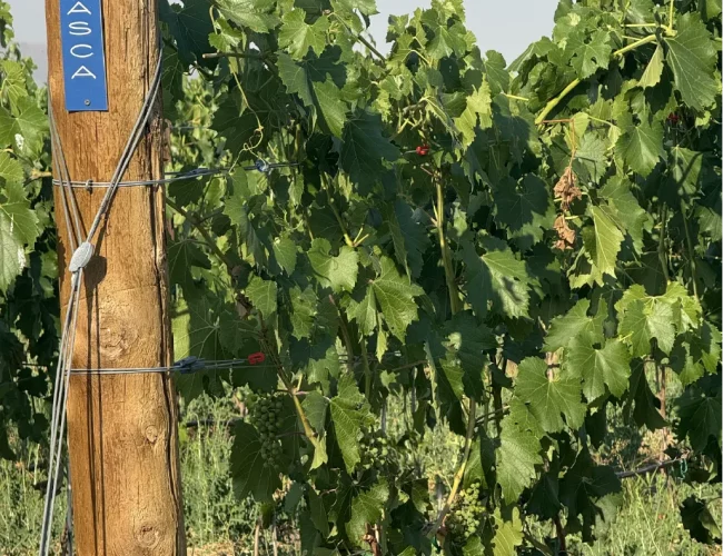 Itasca grapes being grown at the purple sky winery honeyville utah vineyard.