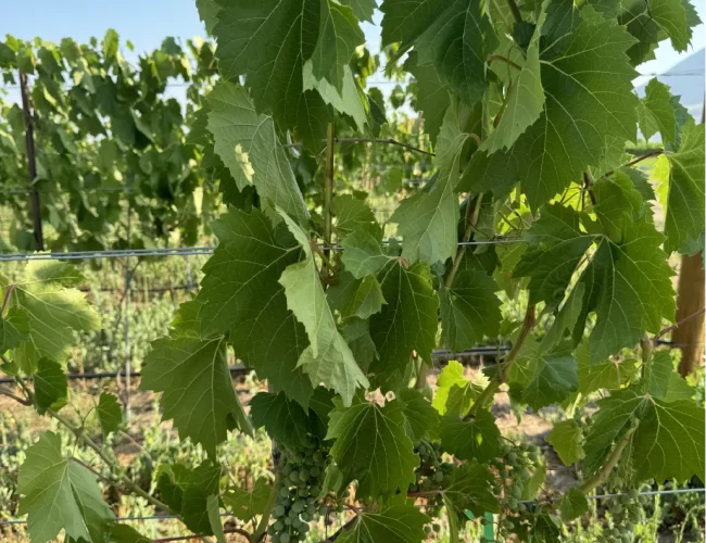 Close up of grape varieties growing on vine in purple sky winerys vineyard in honeyville utah.