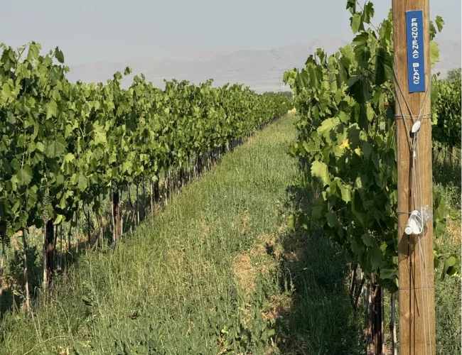 Rows of frontenac blanc grapes growing on the purple sky winery vineyard in honeyville utah.