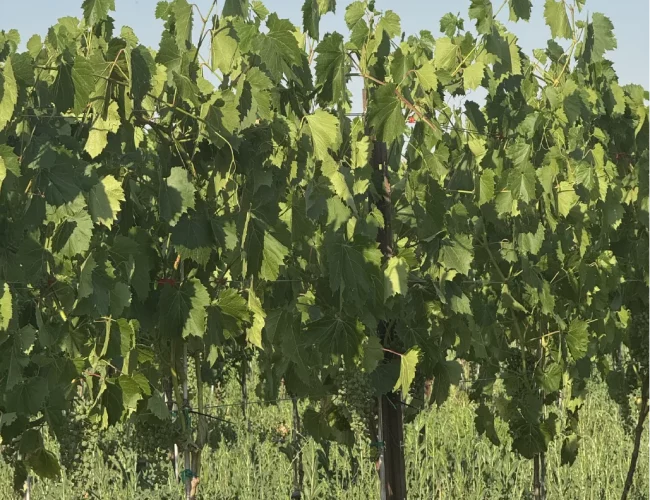 Grapes vines growing well on sunny day for winemaking on the purple sky winery vineyard in honeyville utah.