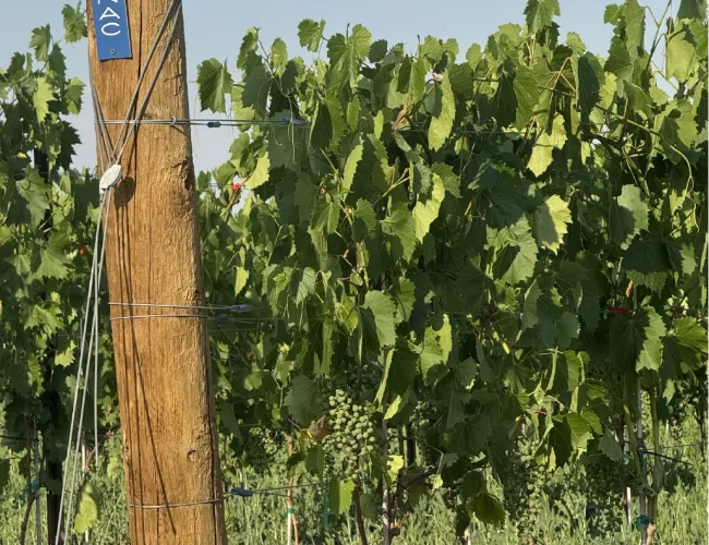 Frontenac grape varieties growing on a sunny day on the purple sky winery vineyard in honeyville utah.