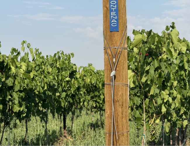 Frontenac grape varieties growing well on purple sky winery vineyard in honeyville utah.