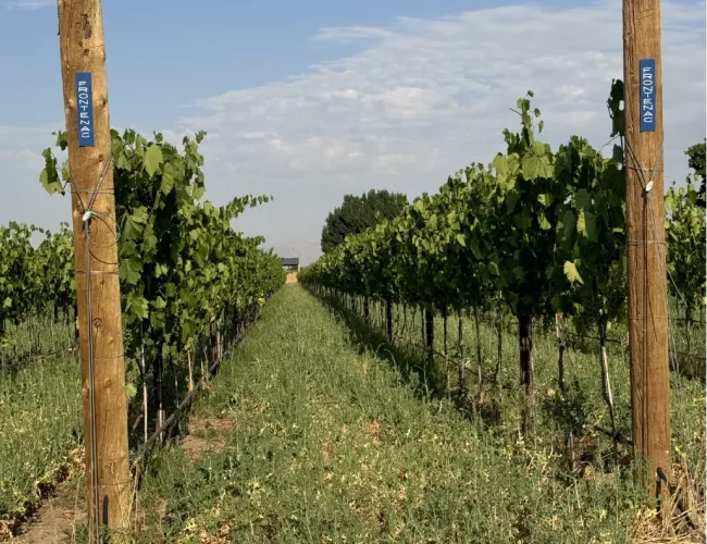 Rows of frontenac grape varieties being grown on the purple sky winery vineyard in honeyville utah.