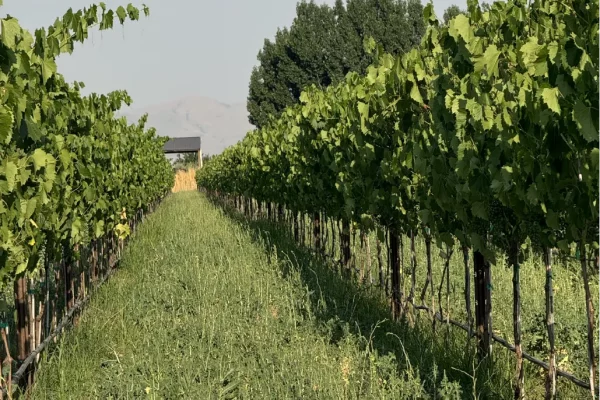 Rows of grapes on the purple sky winery vineyard in honeyville utah on bright sunny day.
